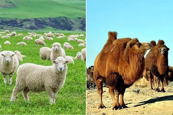 Home wool.jpg