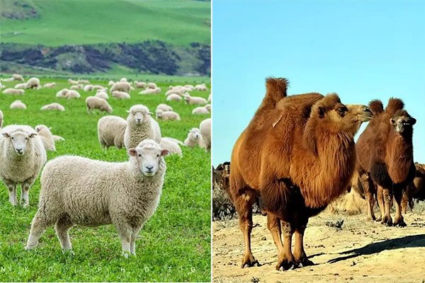wool